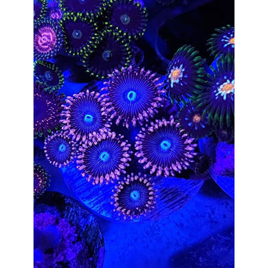 LCB Portal Zoanthid Frag WYSIWYG!