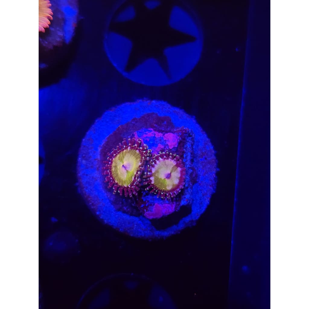 LCB Princess Daisy Zoanthid Frag WYSIWYG!