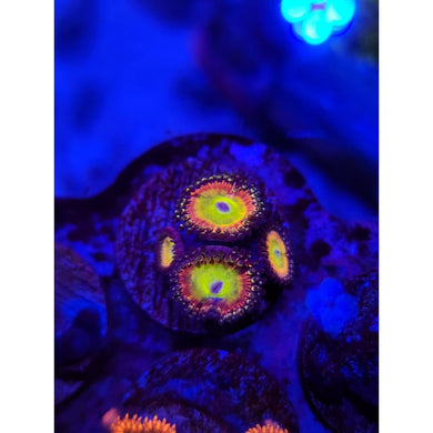 LCB Rainbow Houdinis Zoanthid Frag WYSIWYG!