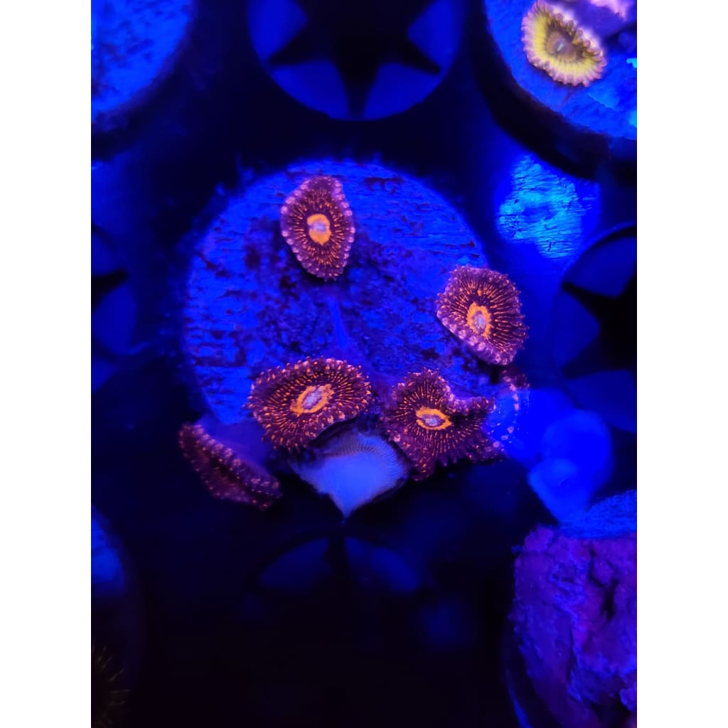 LCB Red Mauls Zoanthid Frag WYSIWYG!