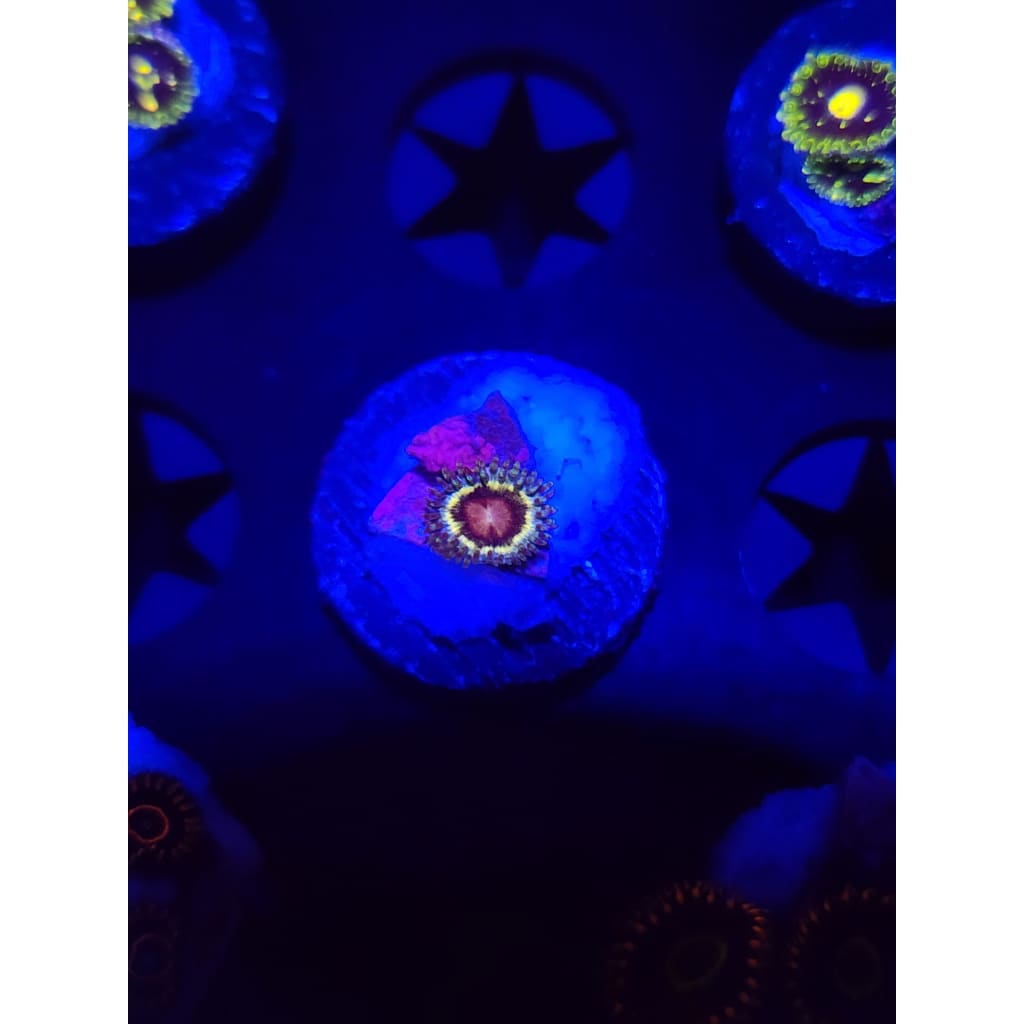 LCB Solar Storm Zoanthid Frag WYSIWYG!