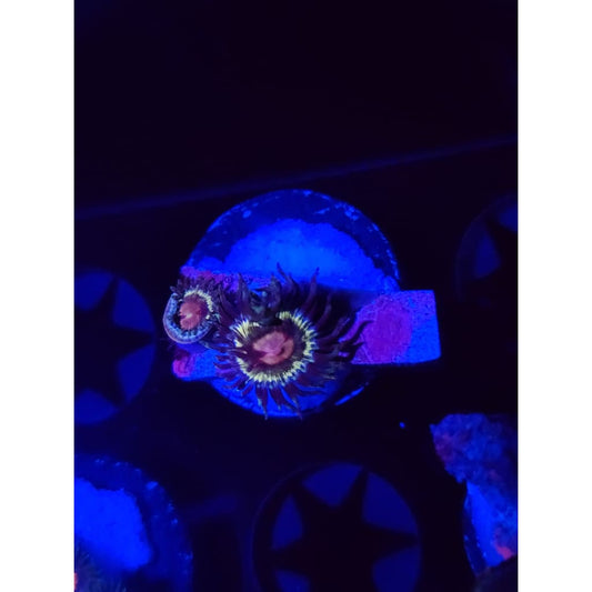 LCB Solar Storm Zoanthid Frag WYSIWYG!