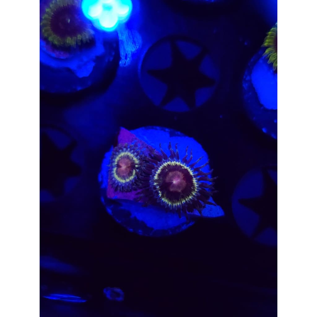 LCB Solar Storm Zoanthid Frag WYSIWYG!