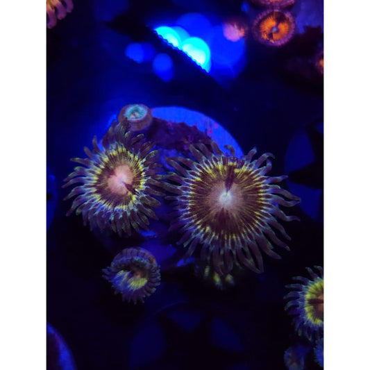 LCB Solar Storm Zoanthid Frag WYSIWYG!