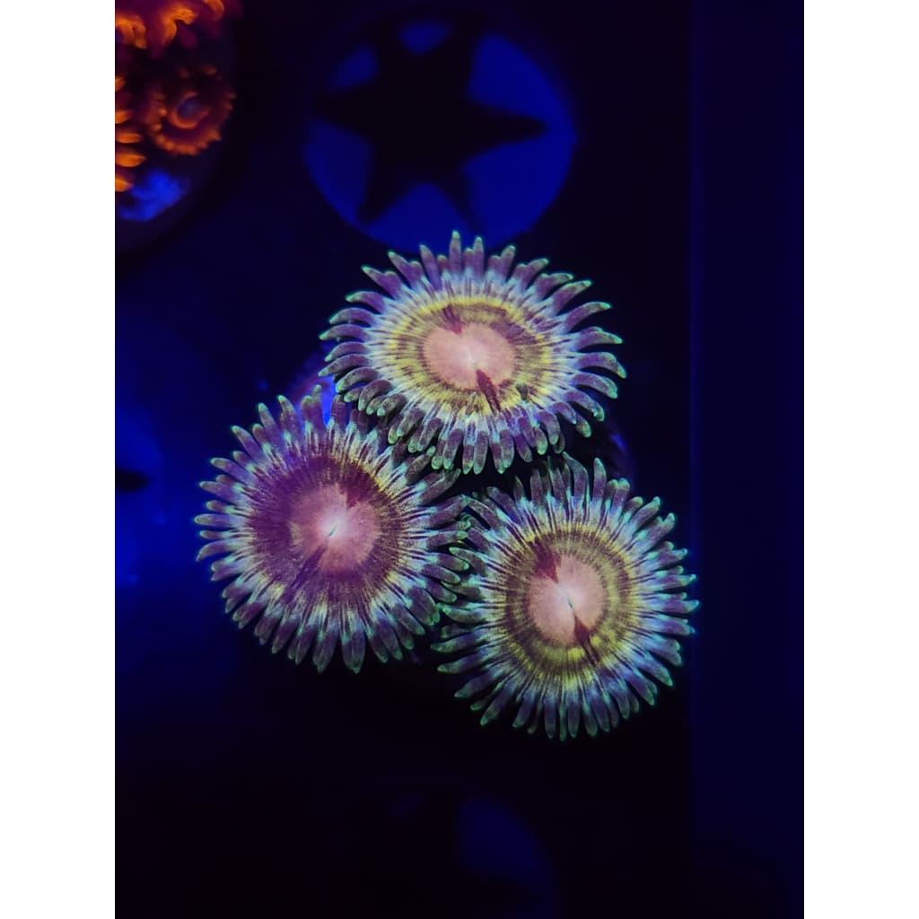 LCB Solar Storm Zoanthid Frag WYSIWYG!