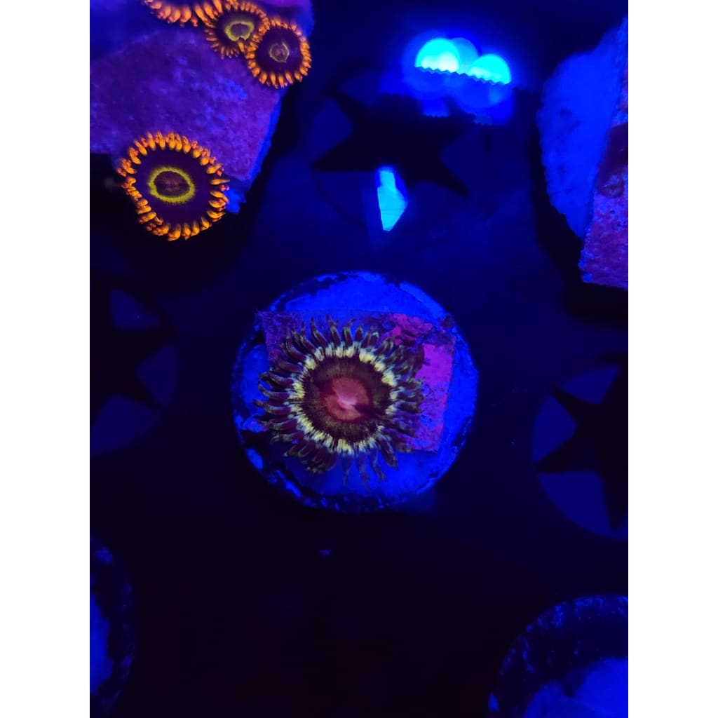 LCB Solar Storm Zoanthid Frag WYSIWYG!