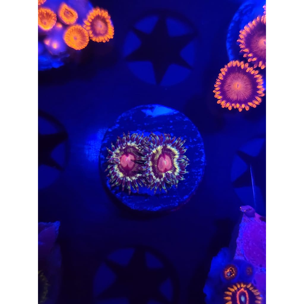 LCB Solar Storm Zoanthid Frag WYSIWYG!