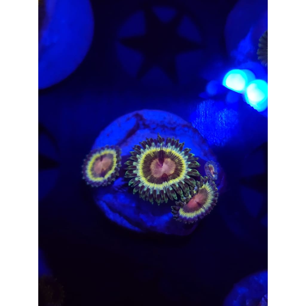 LCB Solar Storm Zoanthid Frag WYSIWYG!