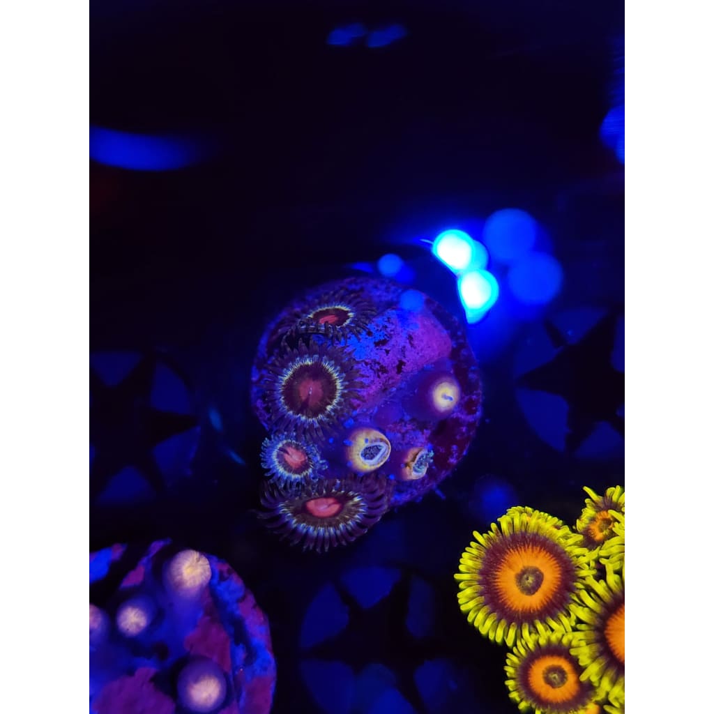 LCB Solar Storm Zoanthid Frag WYSIWYG!