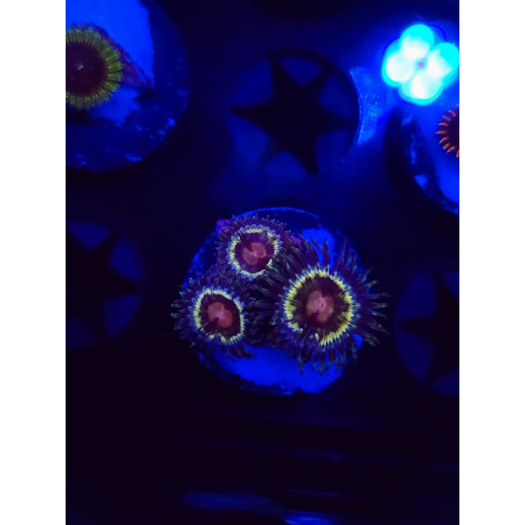 LCB Solar Storm Zoanthid Frag WYSIWYG!