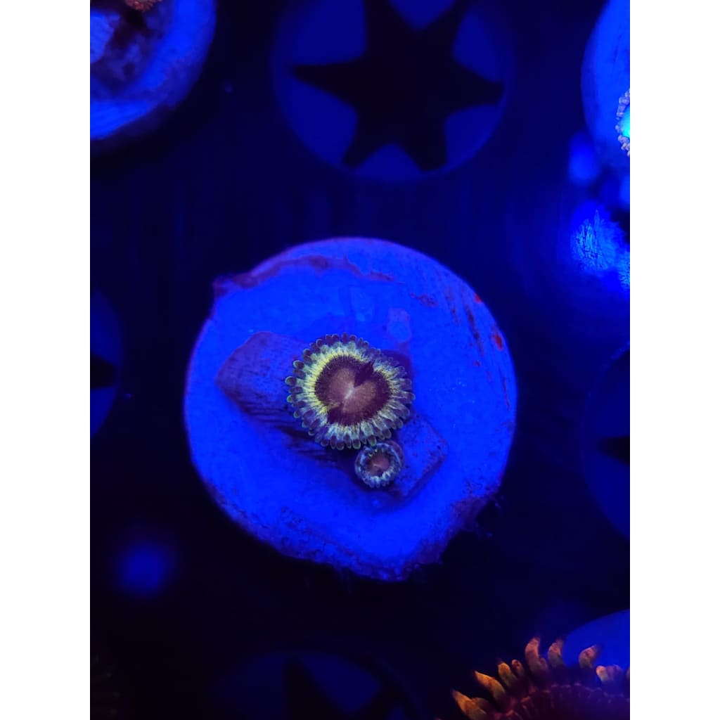 LCB Solar Storm Zoanthid Frag WYSIWYG!