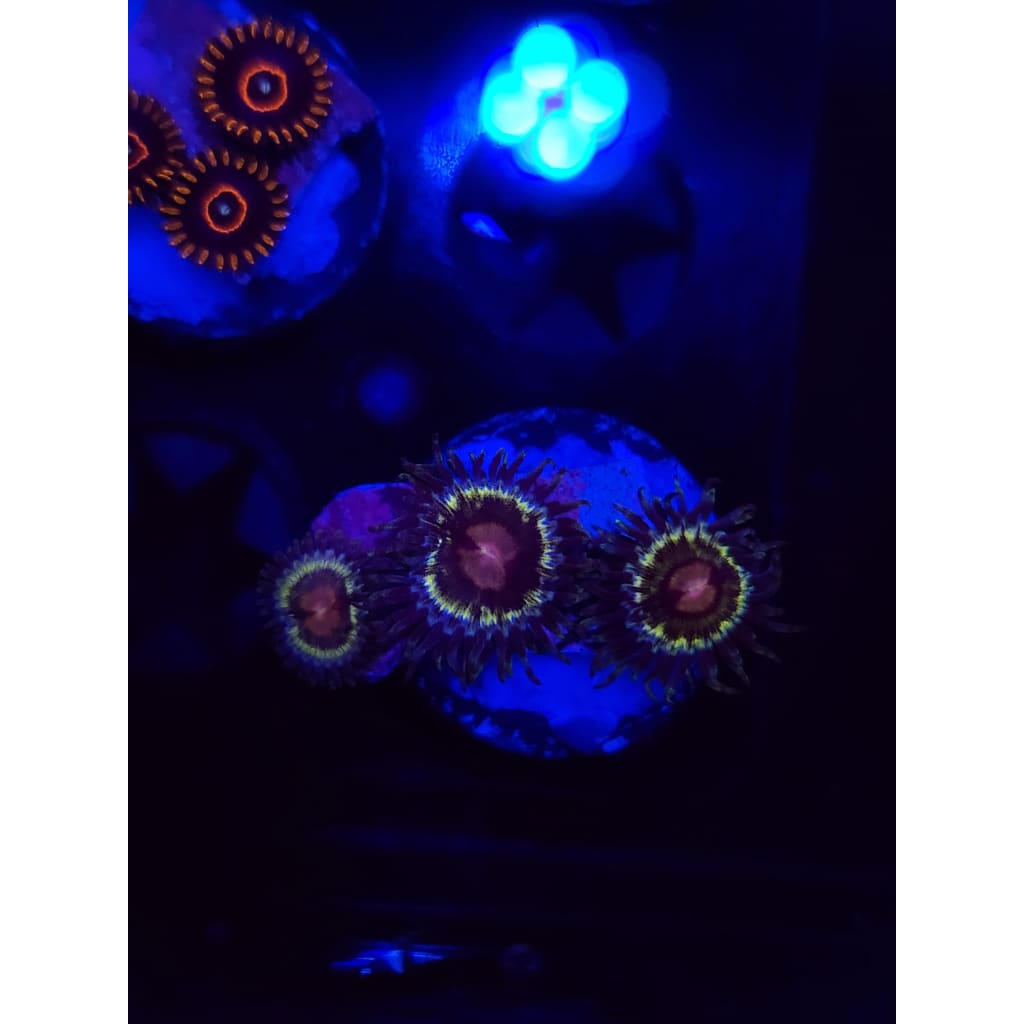 LCB Solar Storm Zoanthid Frag WYSIWYG!