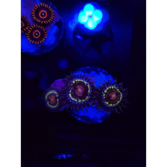 LCB Solar Storm Zoanthid Frag WYSIWYG!