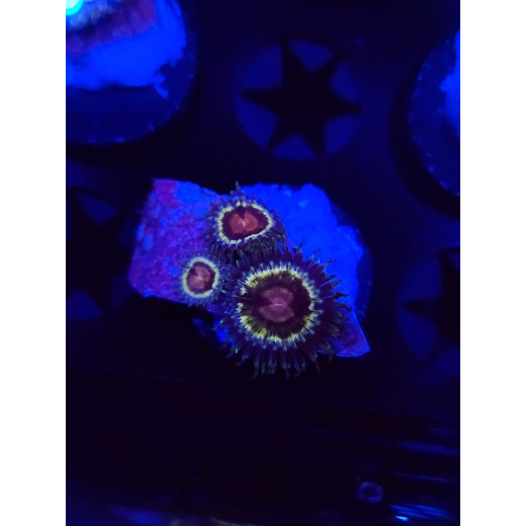 LCB Solar Storm Zoanthid Frag WYSIWYG!