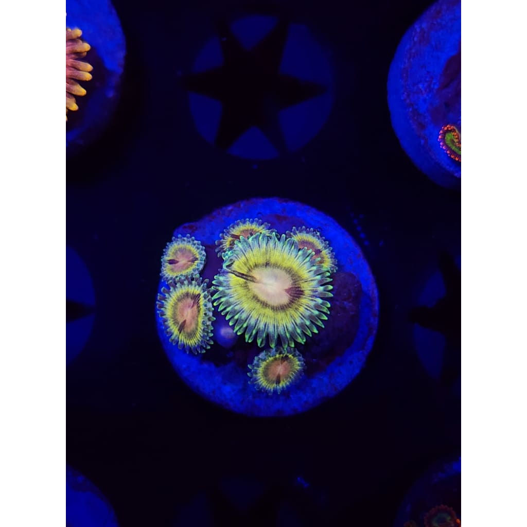 LCB Solar Storm Zoanthid Frag WYSIWYG!