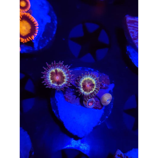 LCB Solar Storm Zoanthid Frag WYSIWYG!