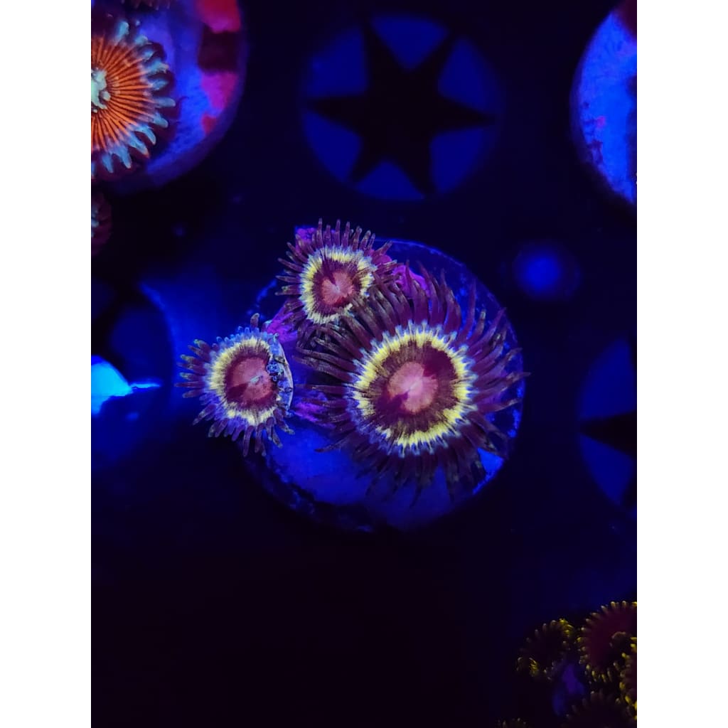 LCB Solar Storms Zoanthid Frag WYSIWYG!