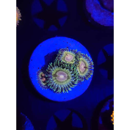 LCB Solar Storms Zoanthid Frag WYSIWYG!