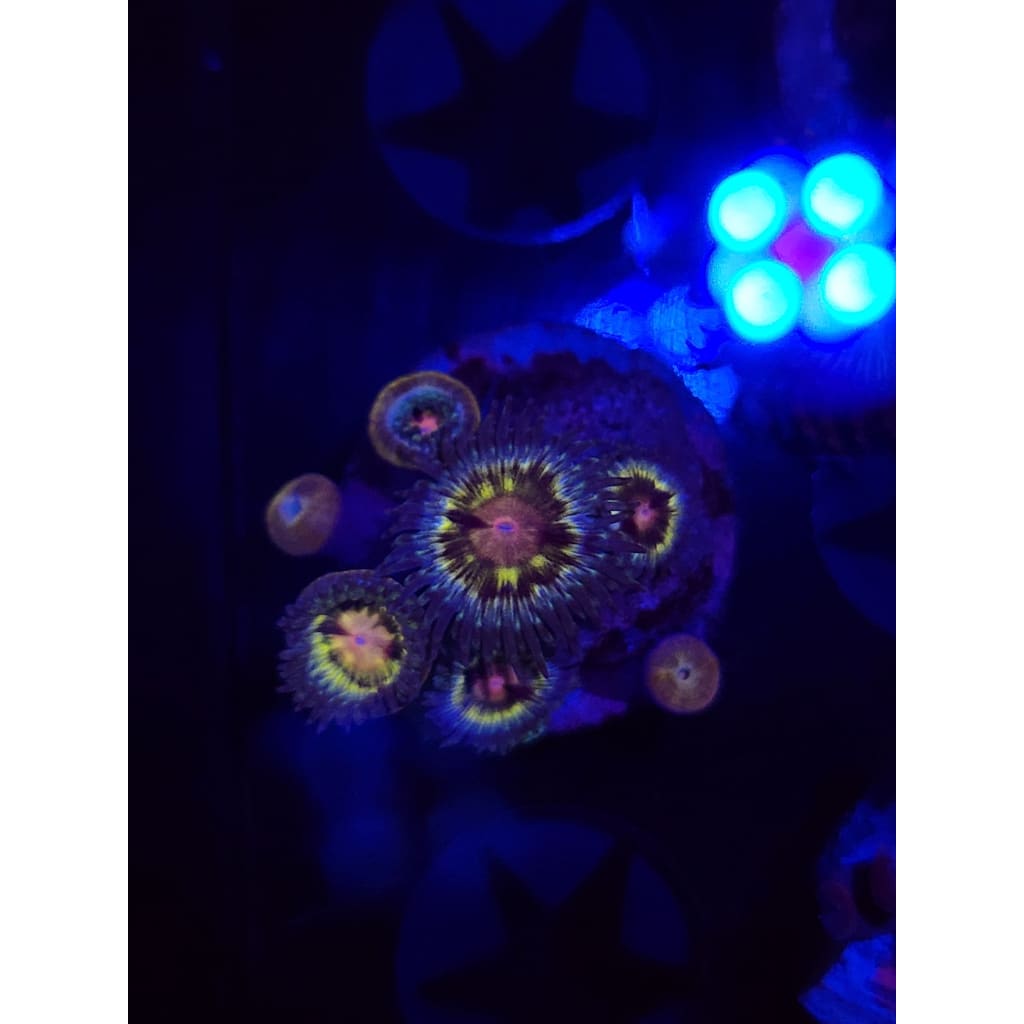 LCB Solar Storms Zoanthid Frag WYSIWYG!