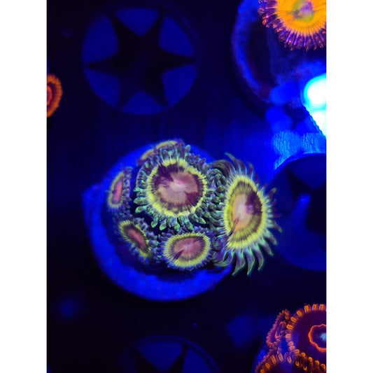 LCB Solar Storms Zoanthid Frag WYSIWYG!