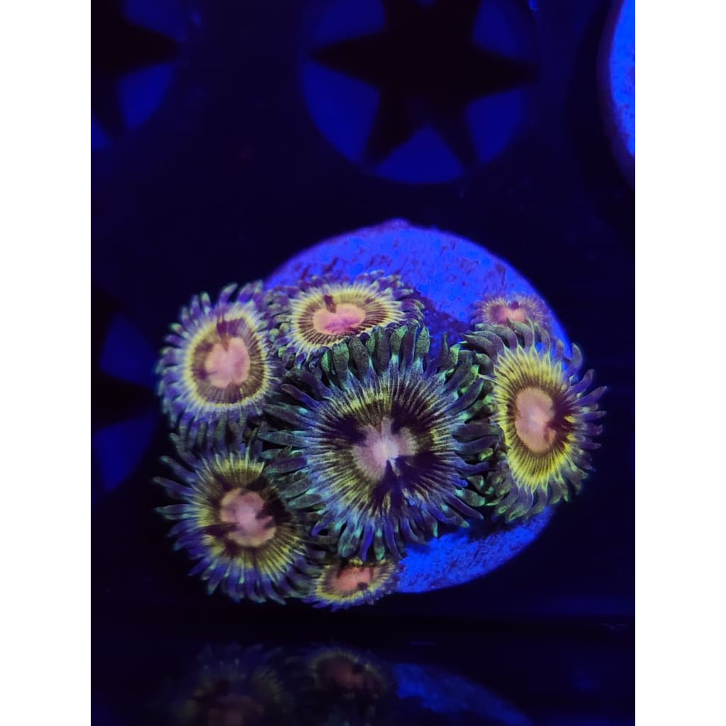 LCB Solar Storms Zoanthid Frag WYSIWYG!