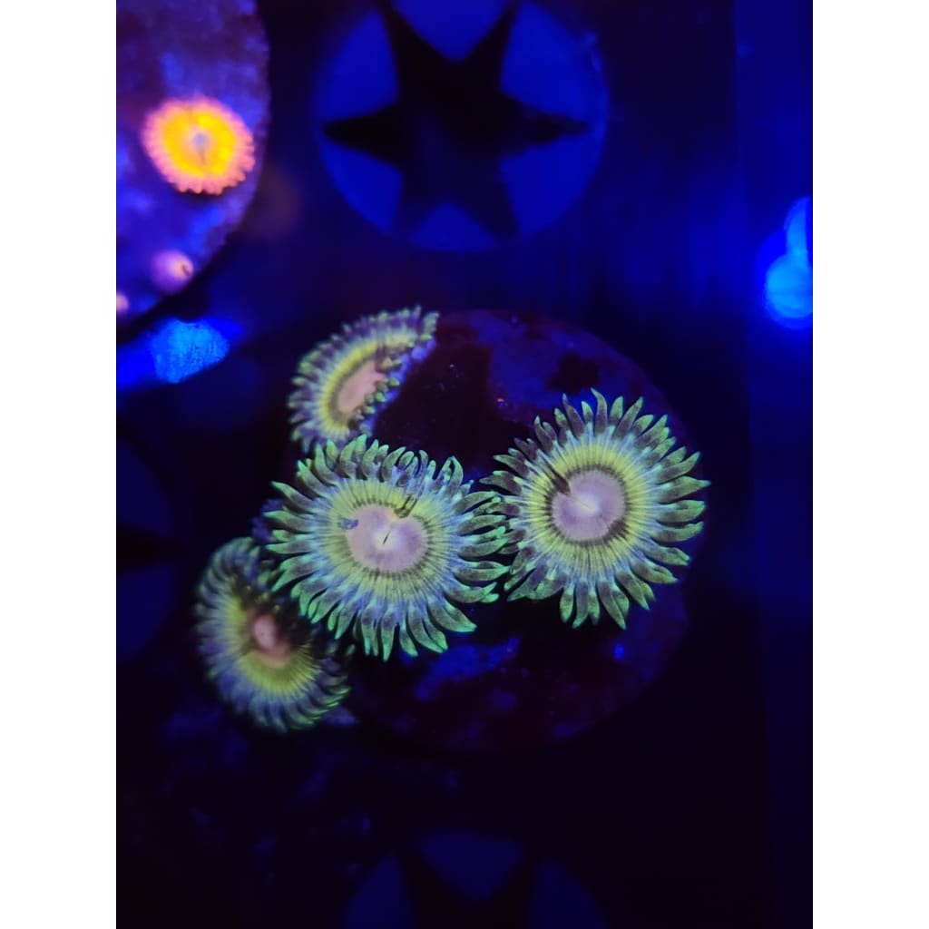 LCB Solar Storms Zoanthid Frag WYSIWYG!