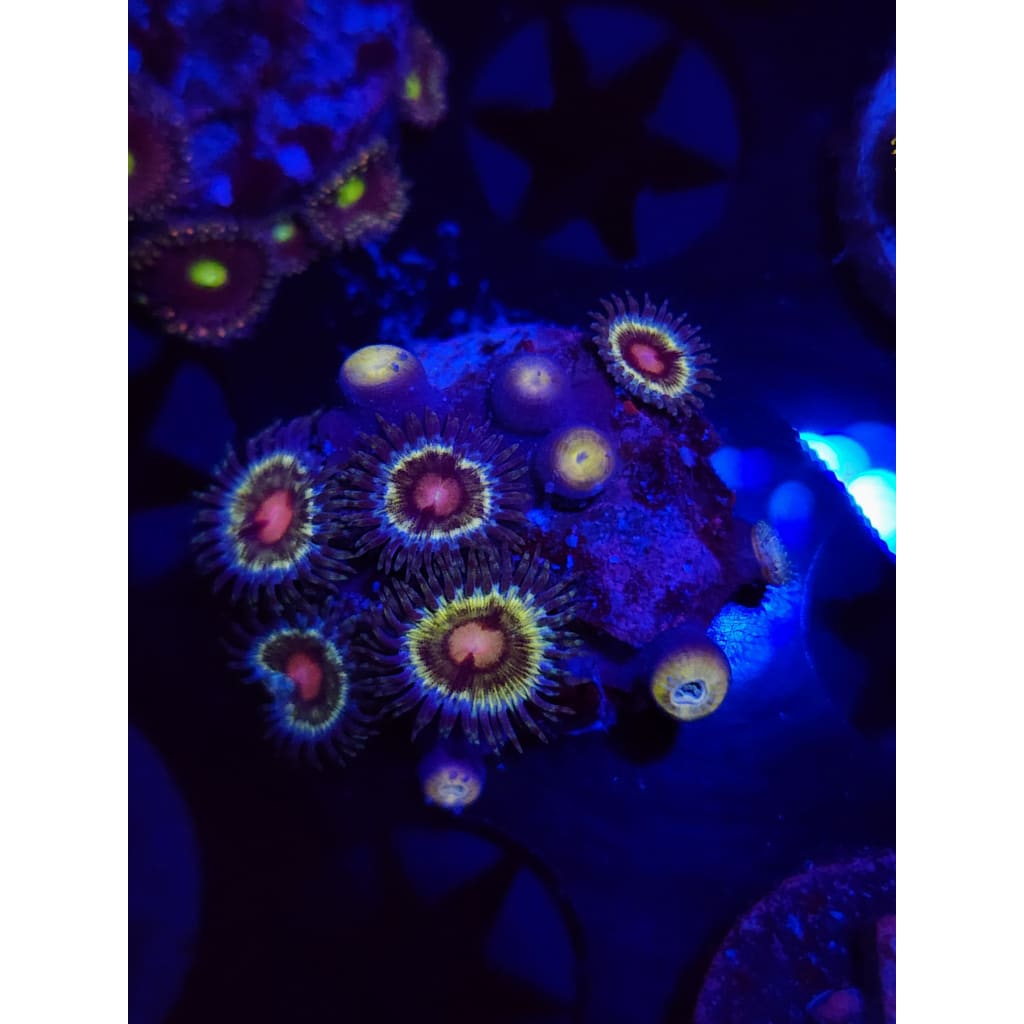 LCB Solar Storms Zoanthid Frag WYSIWYG!