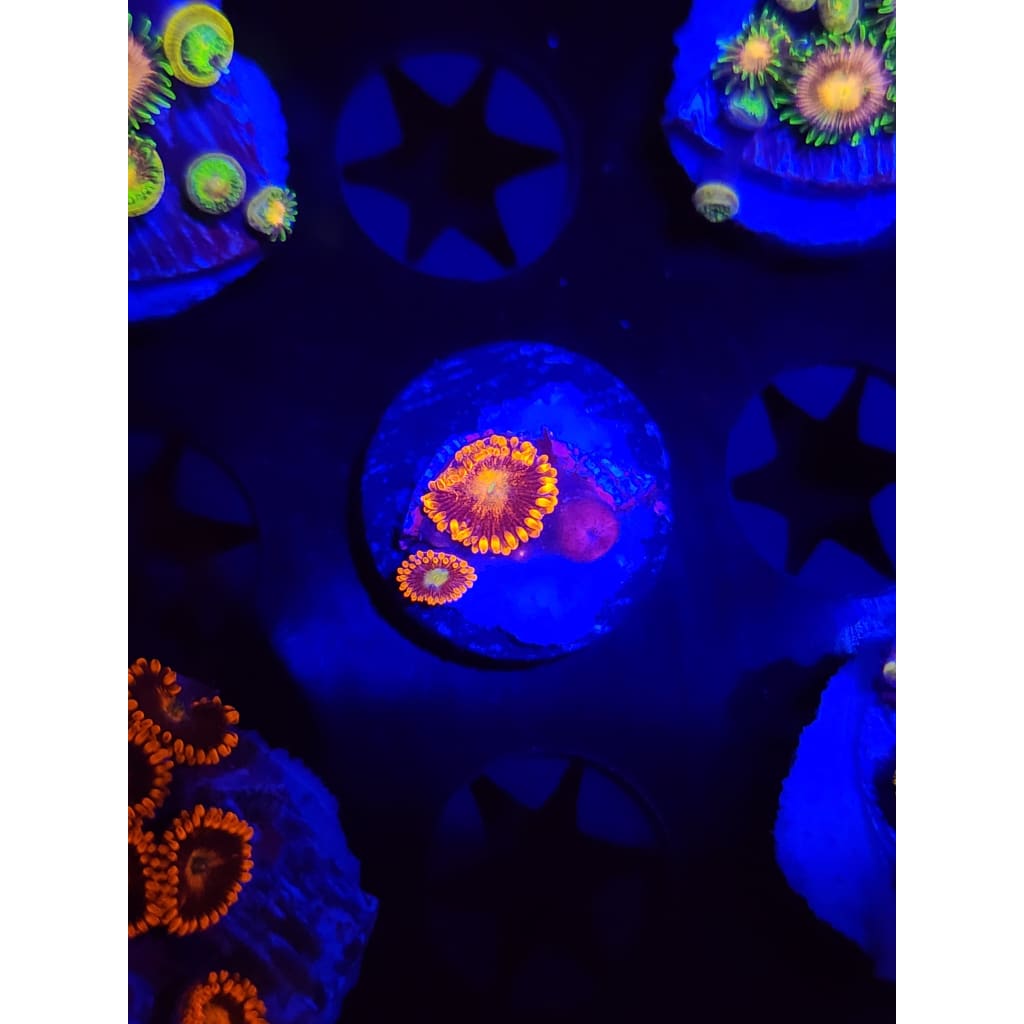 LCB Spitfire Zoanthid Frag WYSIWYG!