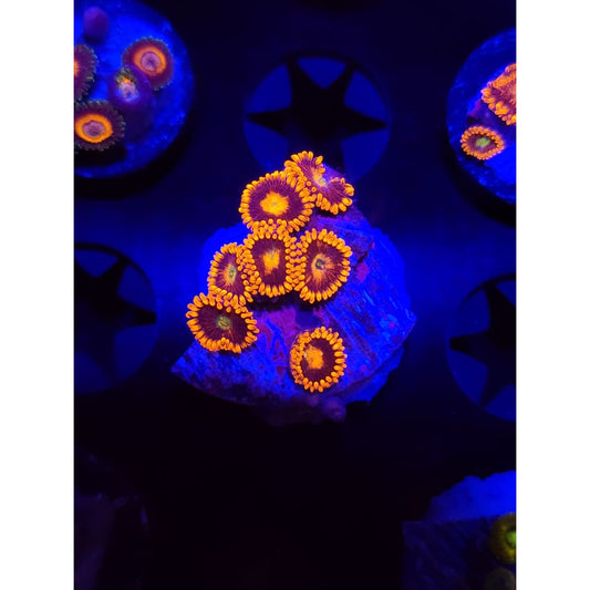 LCB Spitfire Zoanthid Frag WYSIWYG!