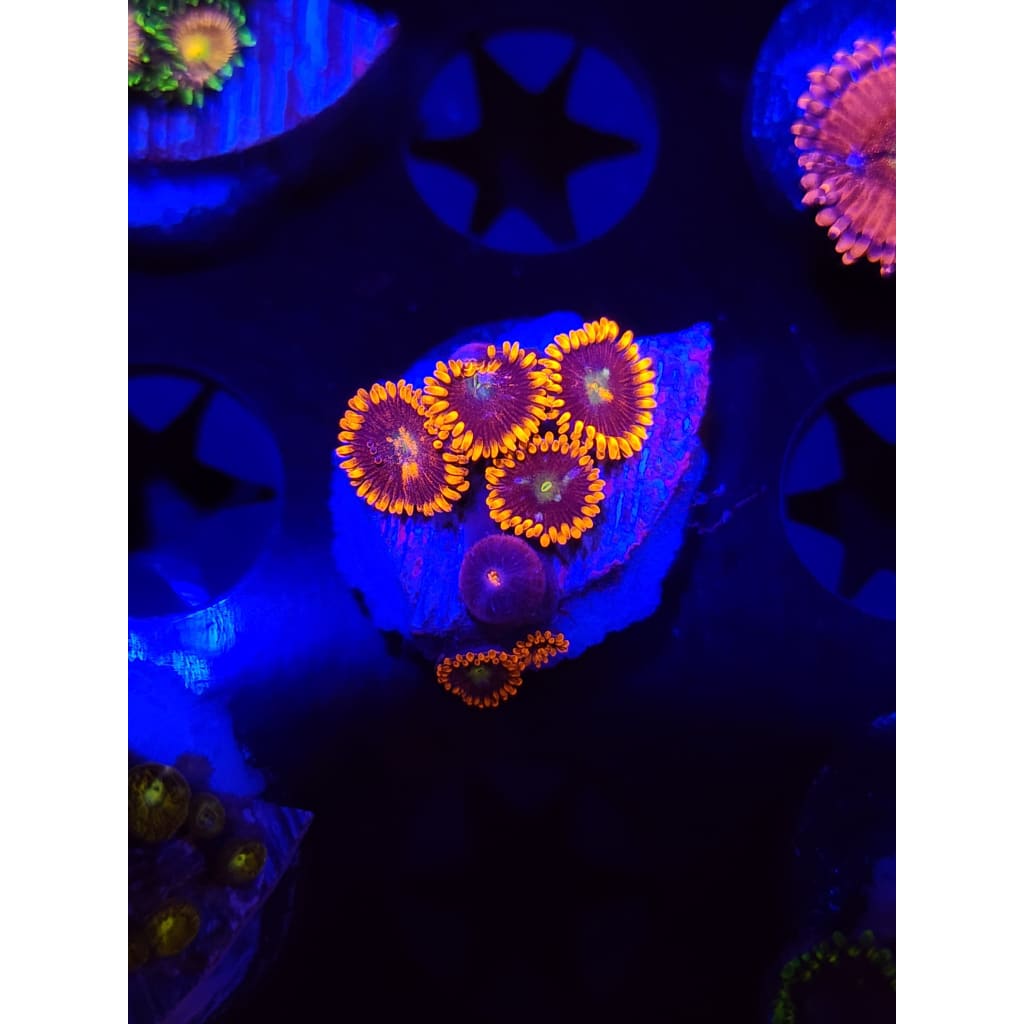 LCB Spitfire Zoanthid Frag WYSIWYG!