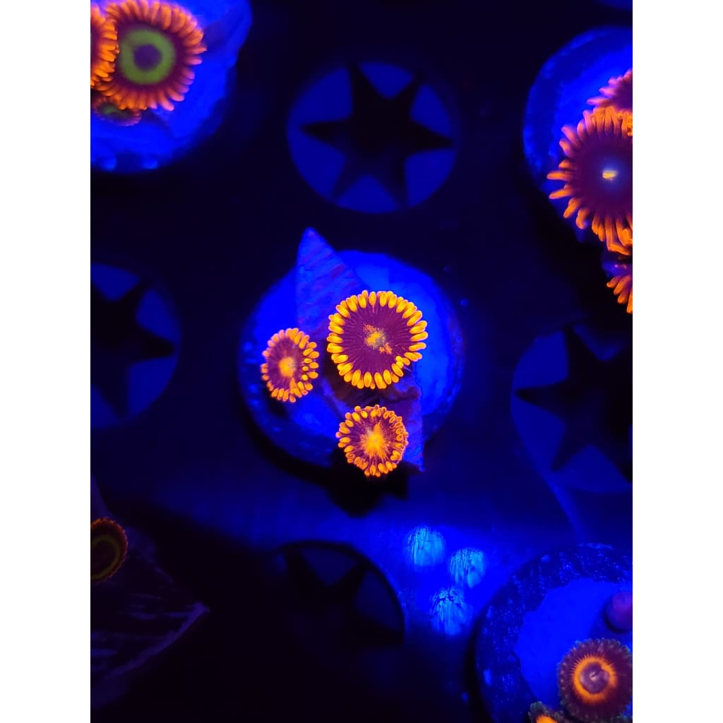 LCB Spitfire Zoanthid Frag WYSIWYG!