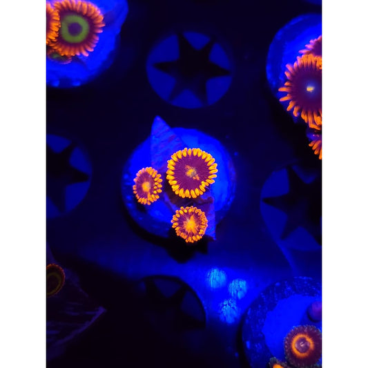 LCB Spitfire Zoanthid Frag WYSIWYG!