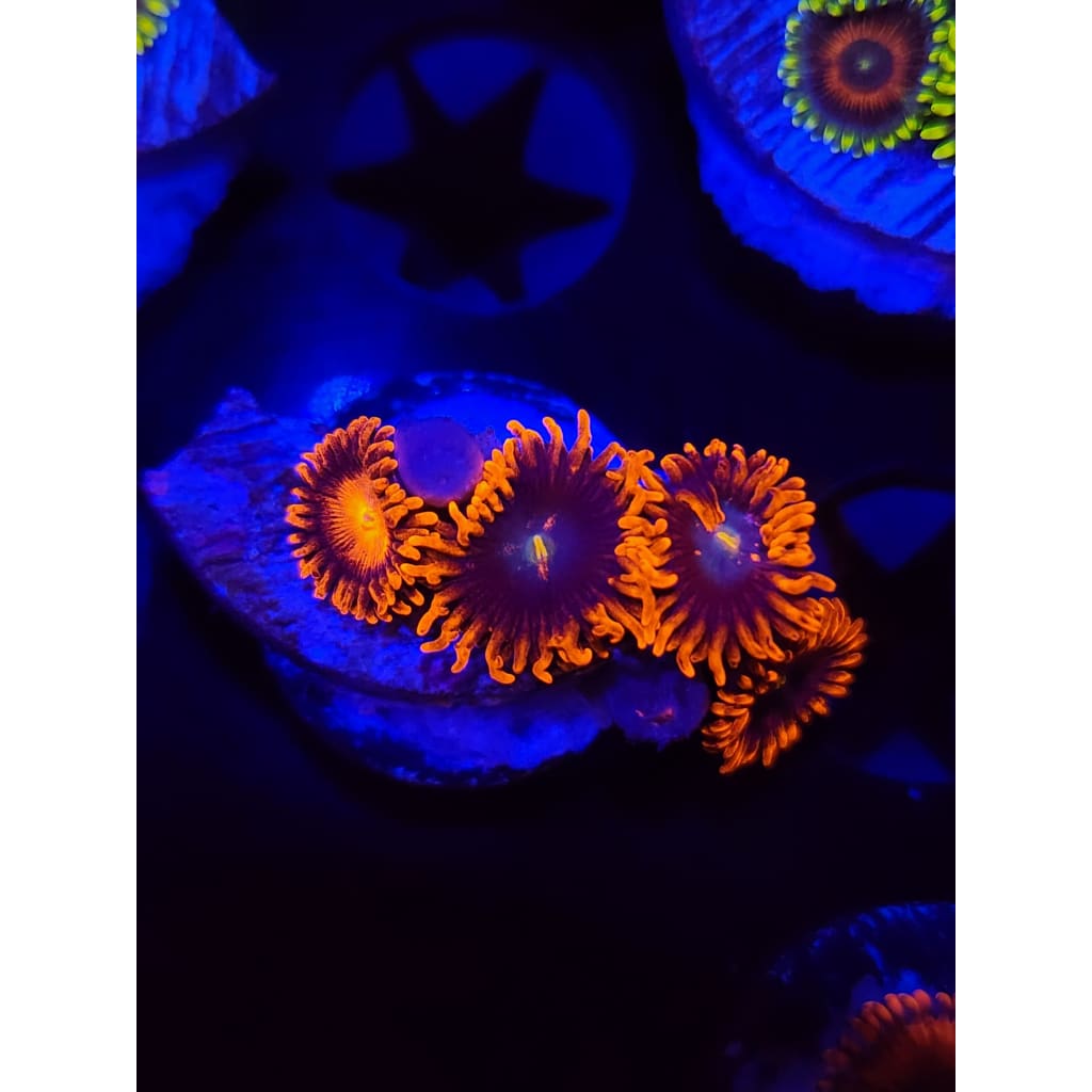 LCB Spitfire Zoanthid Frag WYSIWYG!