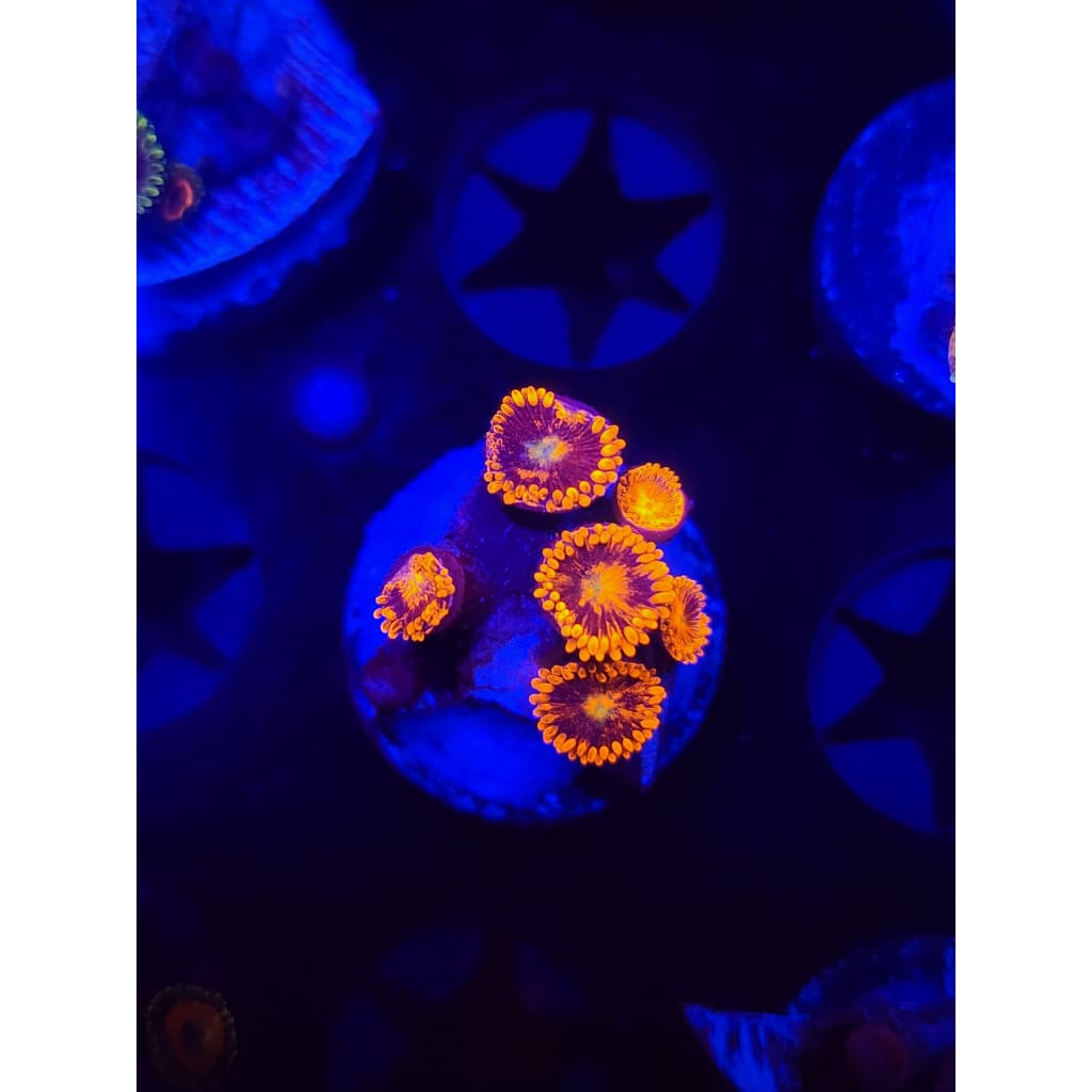 LCB Spitfire Zoanthid Frag WYSIWYG!