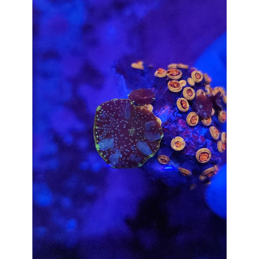 LCB Tide Pool Bounce Mushroom WYSIWYG!