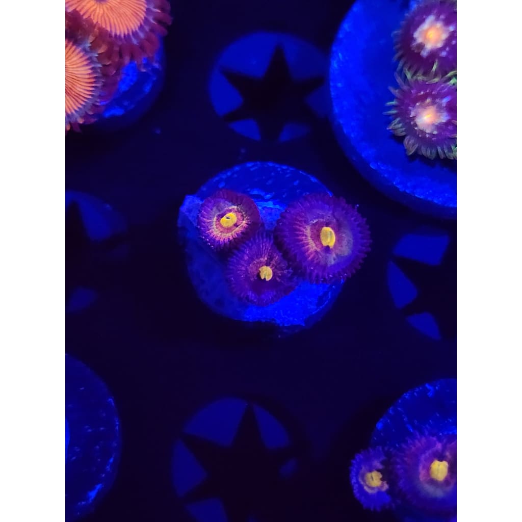 LCB Tye Dye Zoanthid Frag WYSIWYG!
