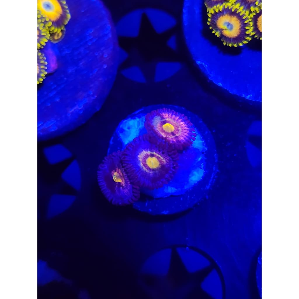 LCB Tye Dye Zoanthid Frag WYSIWYG!