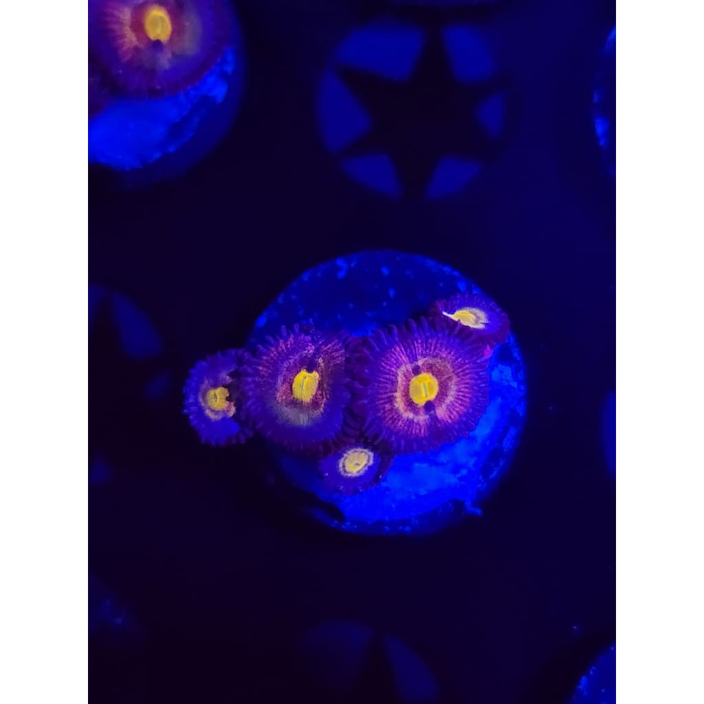 LCB Tye Dye Zoanthid Frag WYSIWYG!