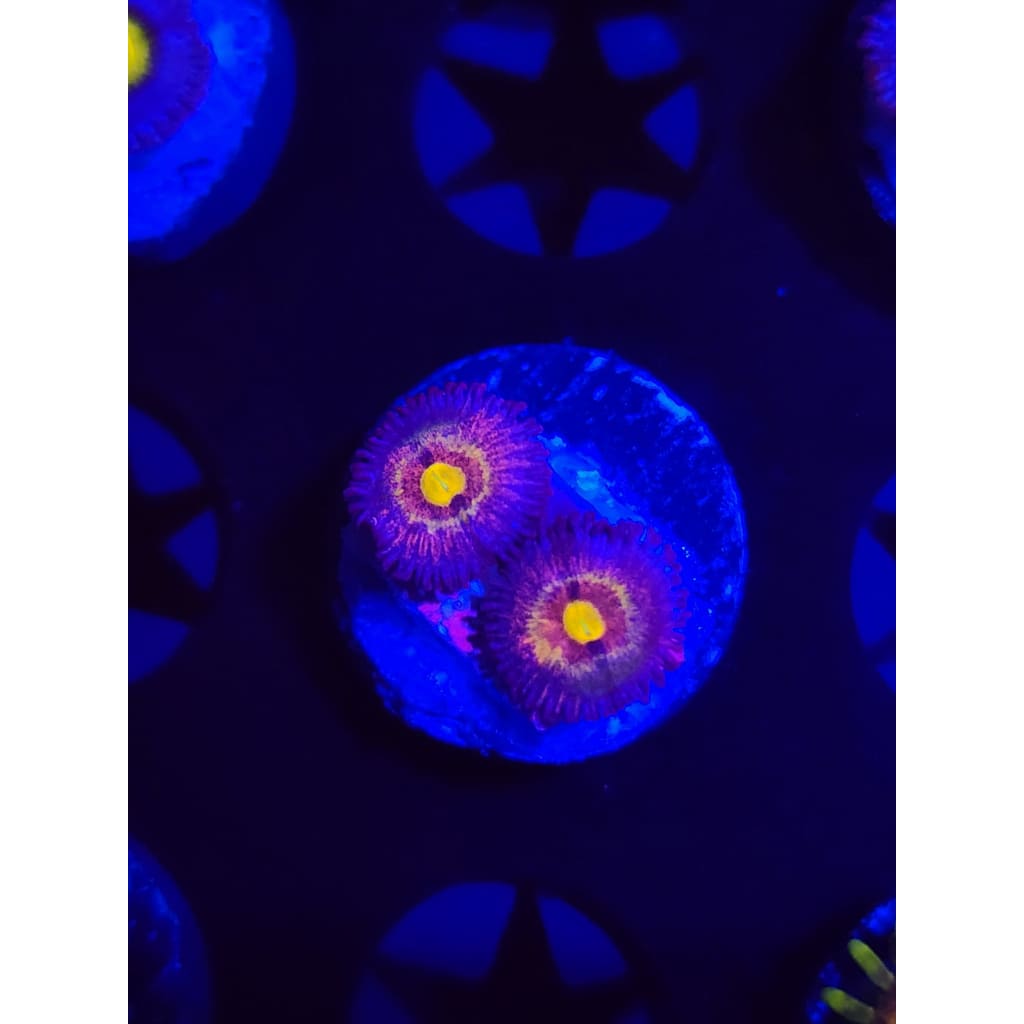 LCB Tye Dye Zoanthid Frag WYSIWYG!