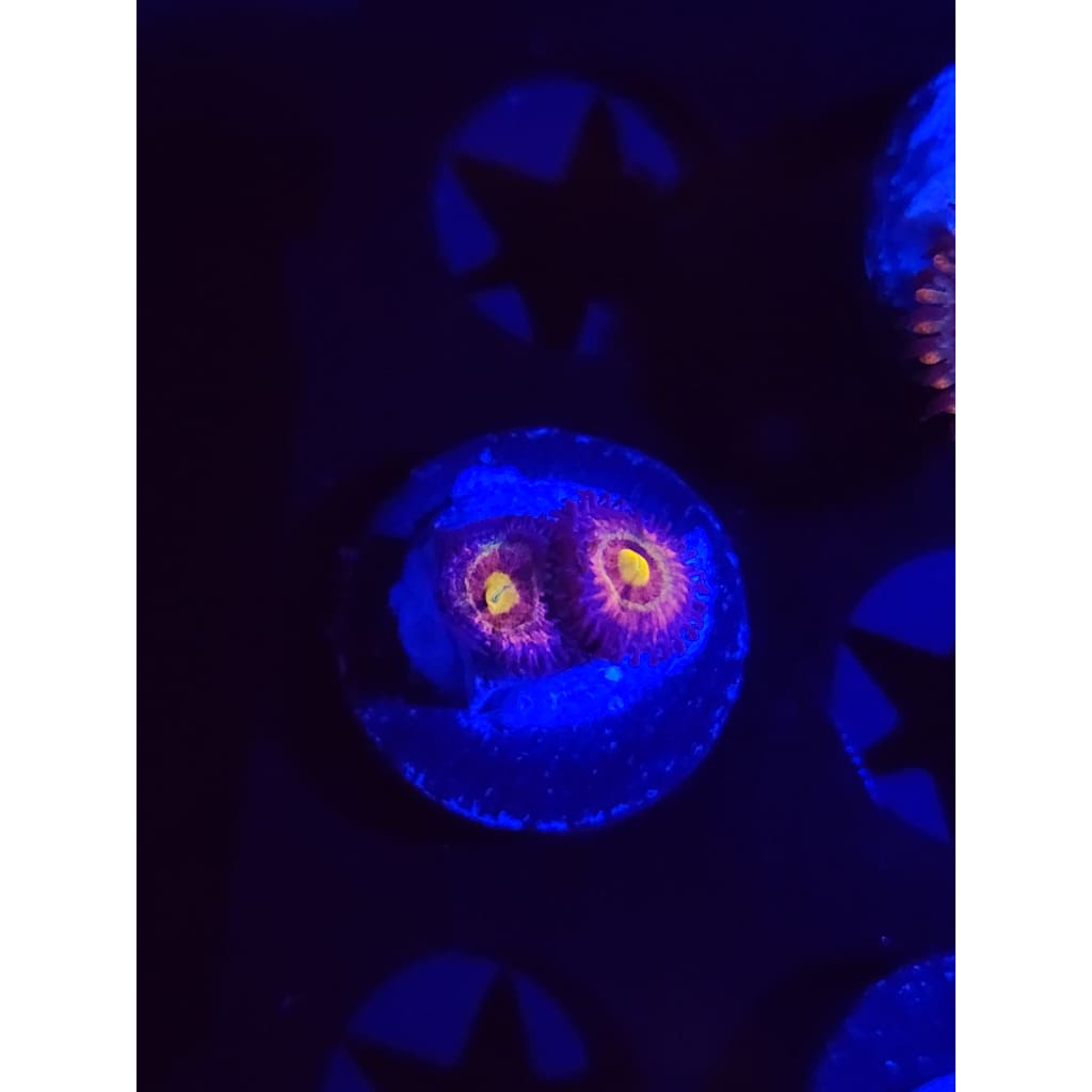 LCB Tye Dye Zoanthid Frag WYSIWYG!