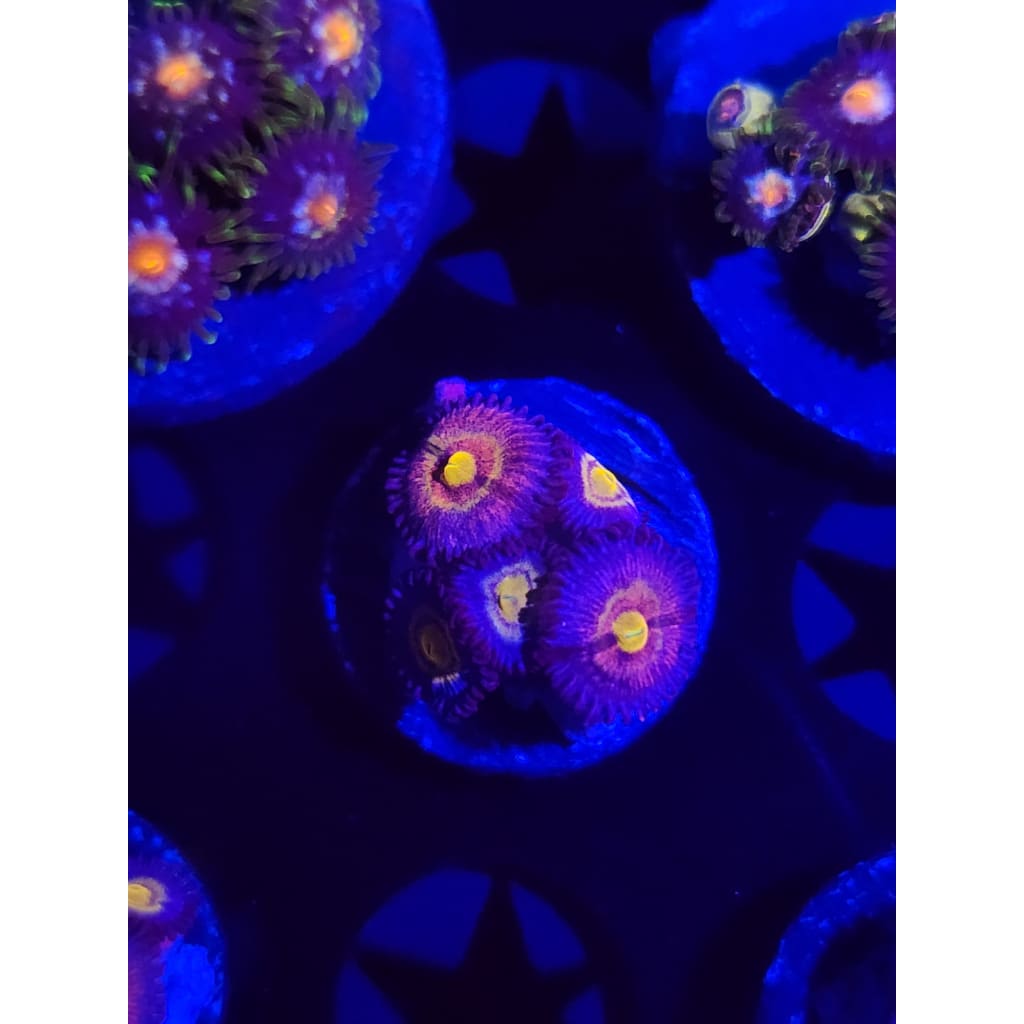 LCB Tye Dye Zoanthid Frag WYSIWYG!