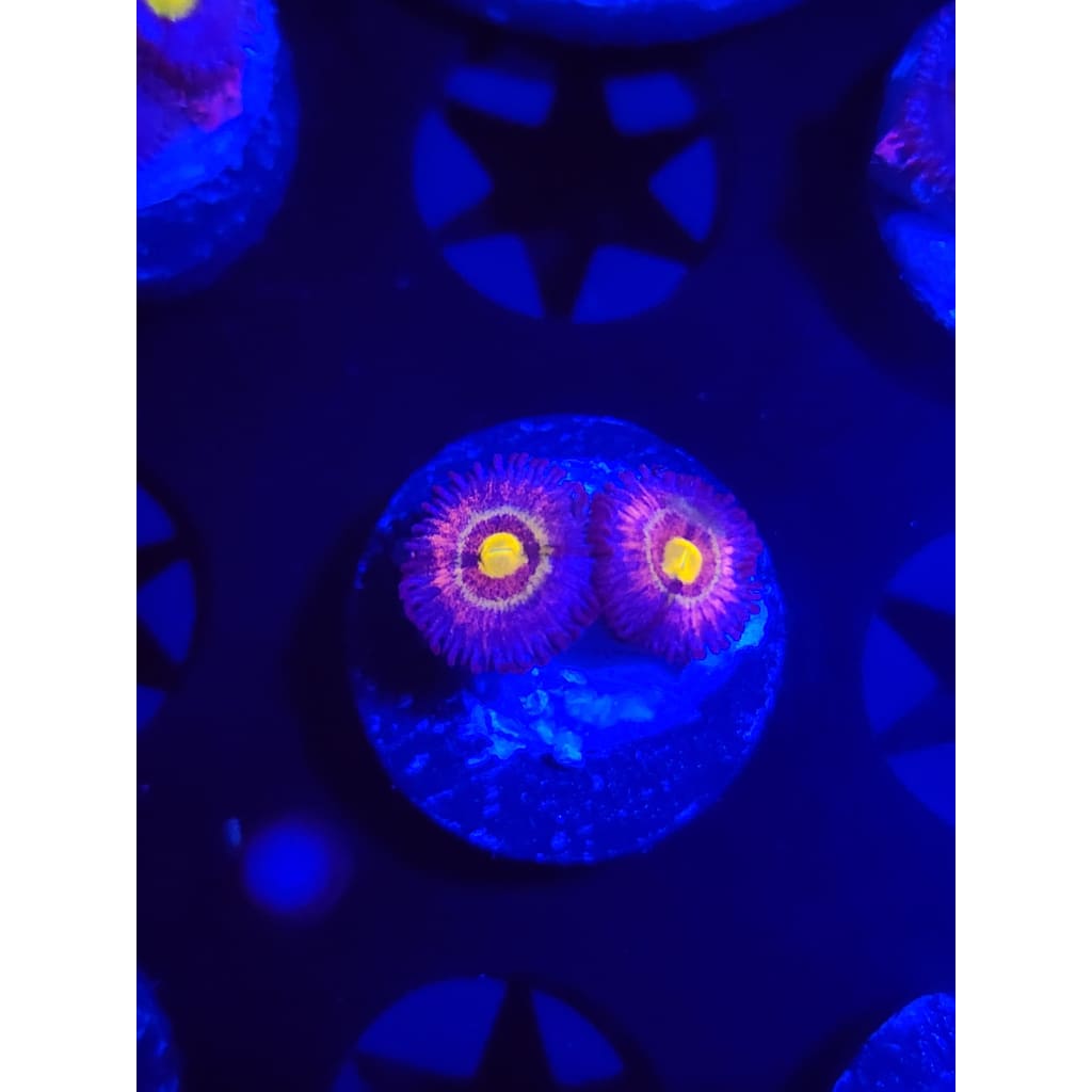 LCB Tye Dye Zoanthid Frag WYSIWYG!