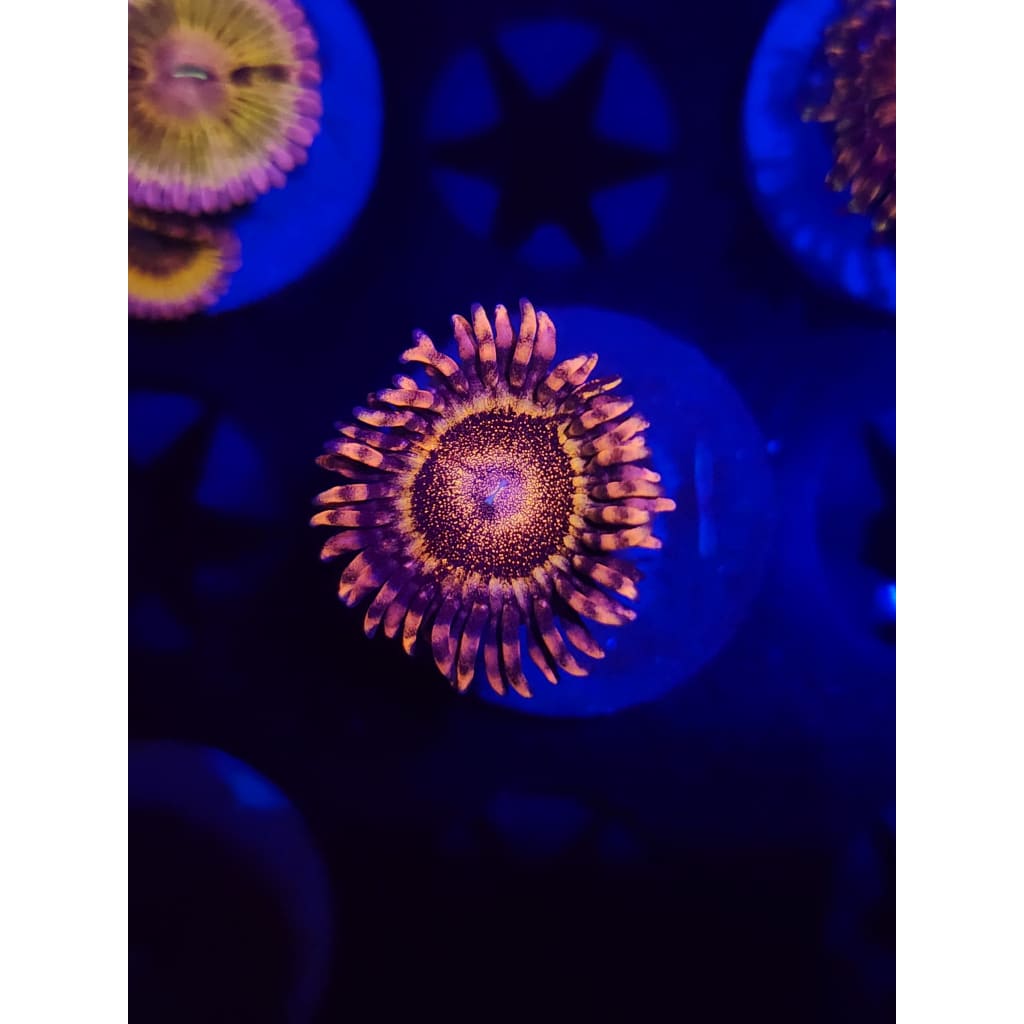 LCB Volcanic Eruption Zoanthid Frag WYSIWYG!