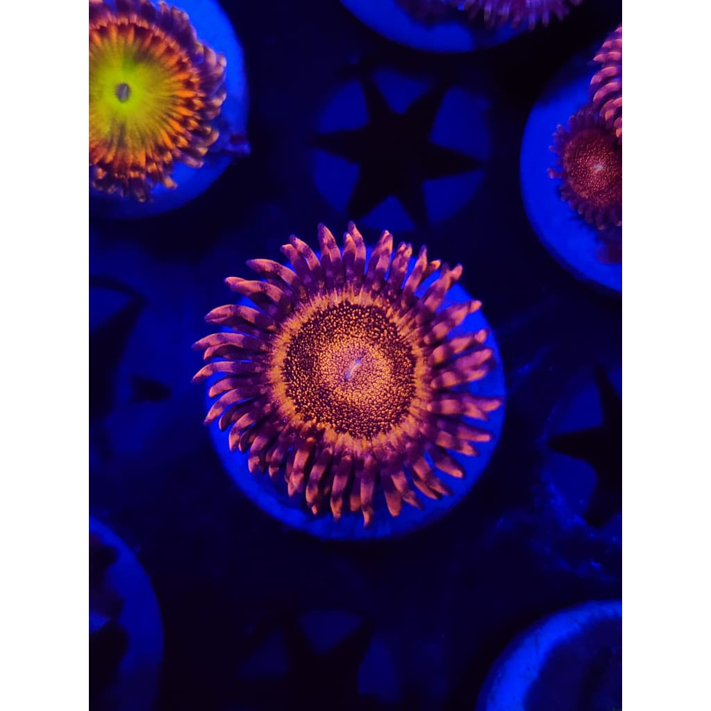 LCB Volcanic Eruption Zoanthid Frag WYSIWYG!