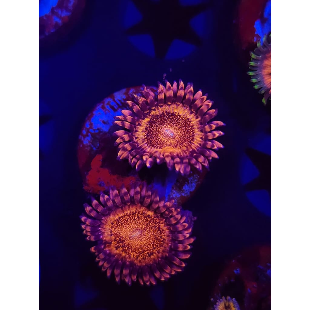 LCB Volcanic Eruptions Zoanthid Frag WYSIWYG!