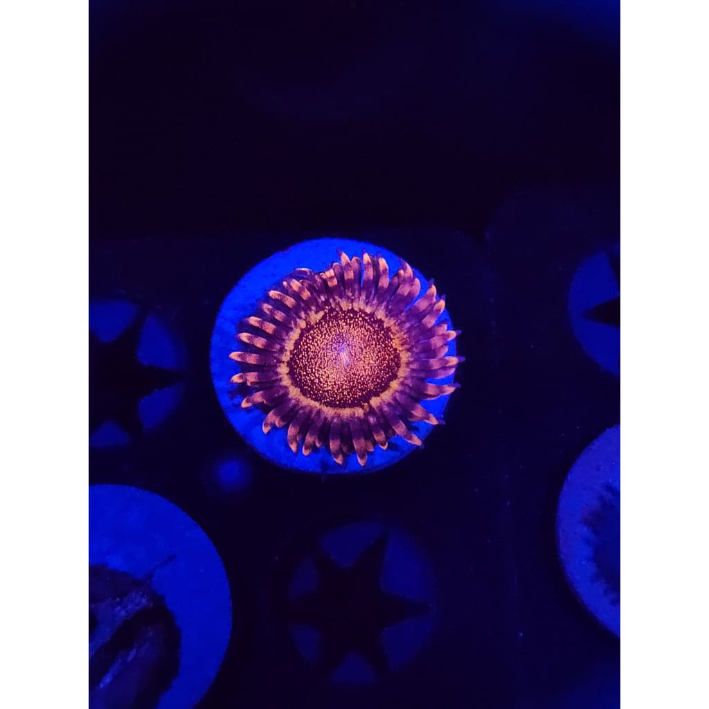 LCB Volcanic Eruptions Zoanthid Frag WYSIWYG!