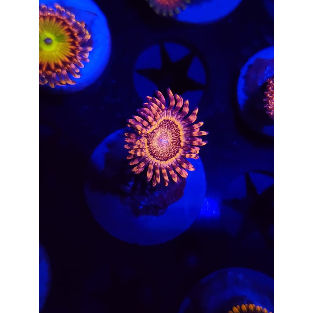 LCB Volcanic Eruptions Zoanthid Frag WYSIWYG!