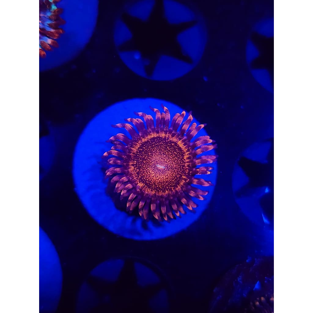 LCB Volcanic Eruptions Zoanthid Frag WYSIWYG!