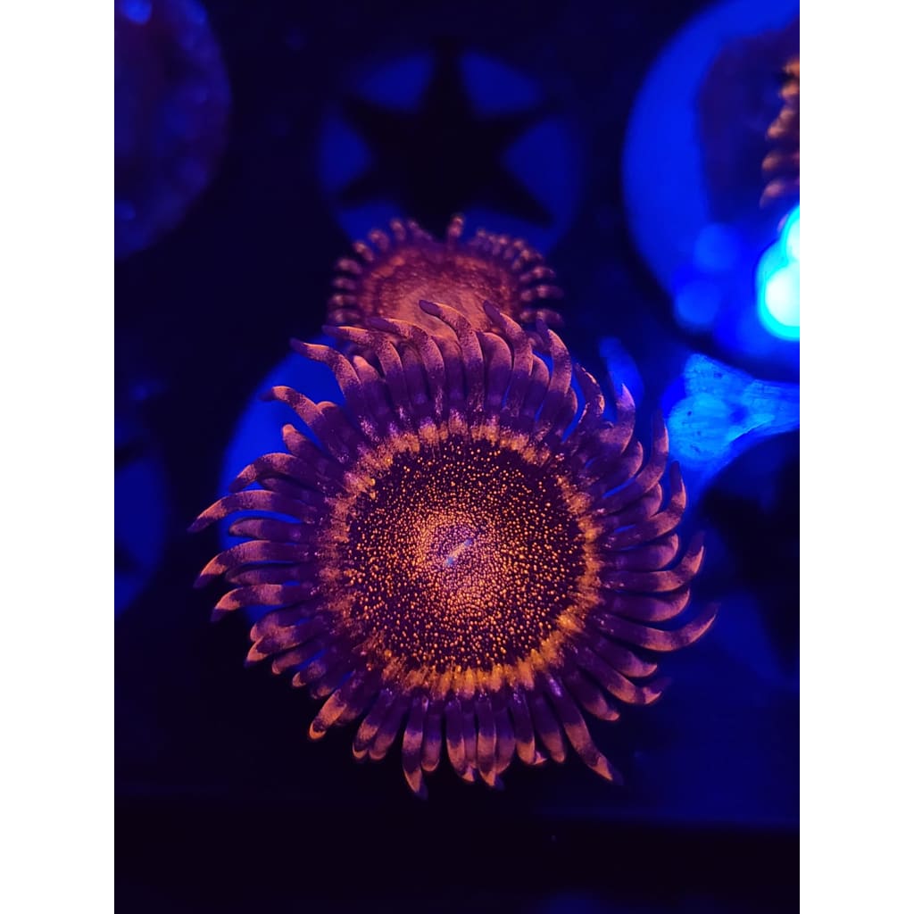 LCB Volcanic Eruptions Zoanthid Frag WYSIWYG!