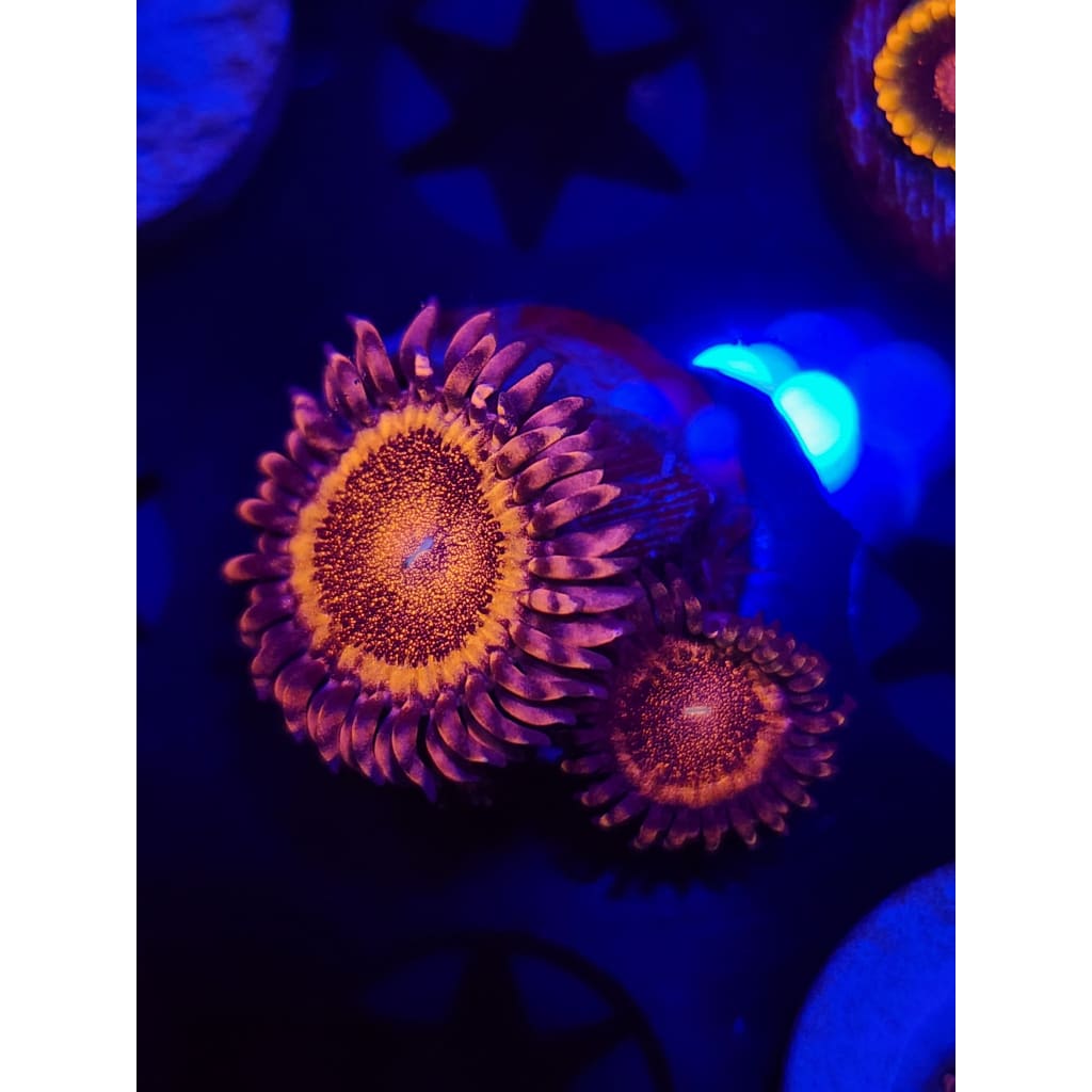 LCB Volcanic Eruptions Zoanthid Frag WYSIWYG!